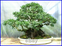 Specimen Bonsai Tree Taiwan Hackberry THBBT-617