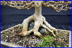 Specimen Bonsai Tree Trident Maple Root Over Rock TMORST-202