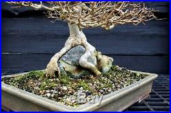 Specimen Bonsai Tree Trident Maple Root Over Rock TMORST-202