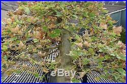 Specimen Bonsai Tree Trident Maple Specimen TMST-1004B