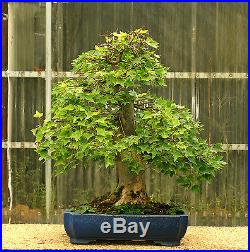Specimen Bonsai Tree Trident Maple Specimen TMST-1004B