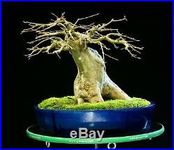 Specimen Bonsai Tree Trident Maple TMST-1229A