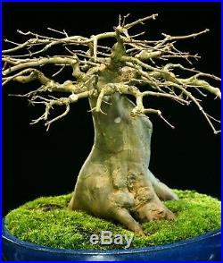 Specimen Bonsai Tree Trident Maple TMST-1229A