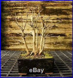 Specimen Bonsai Tree Trident Maple TMST-209B
