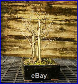 Specimen Bonsai Tree Trident Maple TMST-209B