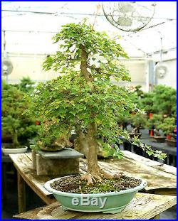 Specimen Bonsai Tree Trident Maple TMST-811A