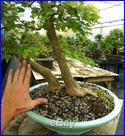 Specimen Bonsai Tree Trident Maple TMST-811A