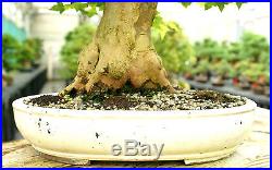 Specimen Bonsai Tree Trident Maple TMST-811B
