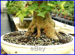 Specimen Bonsai Tree Trident Maple TMST-811B