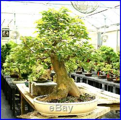 Specimen Bonsai Tree Trident Maple TMST-811C