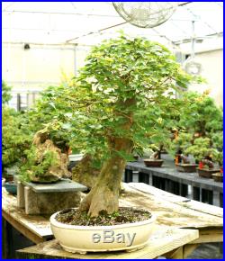 Specimen Bonsai Tree Trident Maple TMST-811C