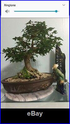 Specimen Bonsai Trident Maple Tree