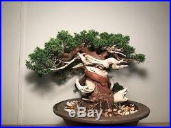 Specimen Bonsai tree (Itoigawa Shimpaku juniper)