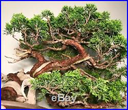 Specimen Bonsai tree (Itoigawa Shimpaku juniper)