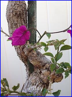 Specimen Bouganvilla Pre Bonsai Tree