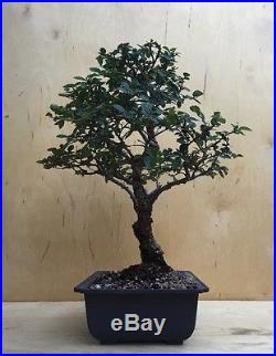 Specimen Chinese Catlin Elm Bonsai Tree Nebari Thick Trunk Movement