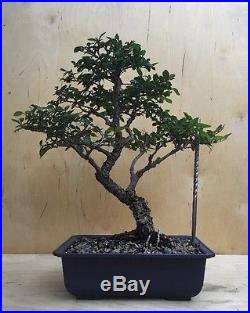 Specimen Chinese Catlin Elm Bonsai Tree Nebari Thick Trunk Movement