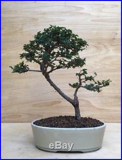 Specimen Chinese Catlin Elm Bonsai Tree Thick Trunk Movement Very Small Leaves