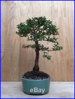Specimen Chinese Catlin Elm Bonsai Tree Thick Trunk Movement Very Small Leaves