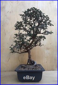 Specimen Chinese Catlin Elm Bonsai Tree Thick Trunk Nebari Movement