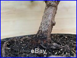 Specimen Coastal Redwood Bonsai Tree Huge Thick Barky Trunk Kifu