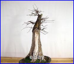 Specimen Collected Bald Cypress Bonsai