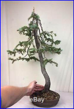 Specimen Collected Engelmann Spruce Bonsai Tree Show Quality! Handmade Pot
