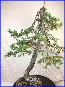 Specimen Collected Engelmann Spruce Bonsai Tree Show Quality! Handmade Pot