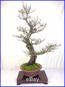 Specimen Cork Bark Seiju Elm Bonsai Tree Signed Japanese Tokoname Pot