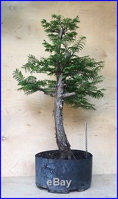 Specimen Dawn Redwood Pre Bonsai Tree Big Huge Barky Trunk Excellent Nebari