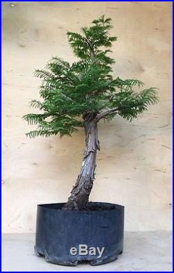 Specimen Dawn Redwood Pre Bonsai Tree Big Huge Barky Trunk Excellent Nebari