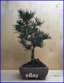 Specimen Dwarf Japanese Black Pine Bonsai Evergreen Thick Trunk