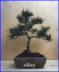 Specimen Dwarf Japanese Black Pine Bonsai Evergreen Thick Trunk