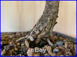 Specimen Dwarf Seiju Elm Bonsai Tree Old Thick Trunk Tiny Leaves