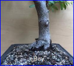 Specimen Firethorn Pyracantha Flowering Bonsai Tree Big Thick Trunk