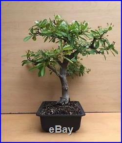 Specimen Firethorn Pyracantha Flowering Bonsai Tree Big Thick Trunk