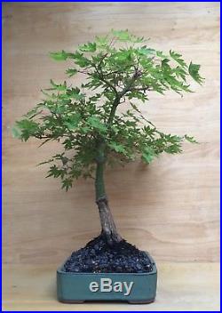 Specimen Green Japanese Maple Bonsai Tree Thick Trunk Nebari Momiji
