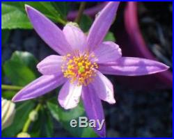 Specimen Grewia Flowering Bonsai Huge Thick Trunk Purple Flower Nice Movement