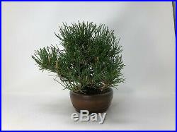 Specimen Imported Shohin Japanese Black Pine with Bigei Pot