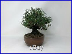 Specimen Imported Shohin Japanese Black Pine with Bigei Pot