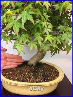 Specimen Japanese Maple Bonsai Tree Tokoname Pot! Red Green Kotohime