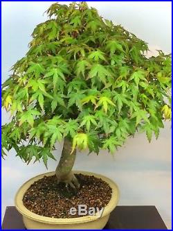 Specimen Japanese Maple Bonsai Tree Tokoname Pot! Red Green Kotohime