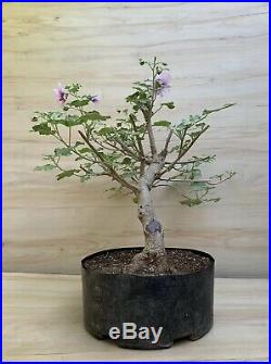 Specimen Mallow Flowering Bonsai Tree Purple Lavander Hibiscus Big Thick Trunk