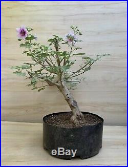 Specimen Mallow Flowering Bonsai Tree Purple Lavander Hibiscus Big Thick Trunk