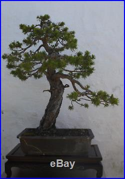 Specimen Pine Sylvestris Bonsai 60cm