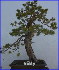 Specimen Pine Sylvestris Bonsai 60cm