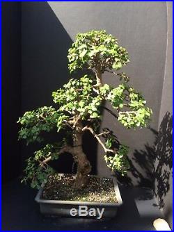 Specimen Portulacaria Afra (Jade) Bonsai