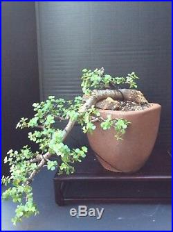 Specimen Portulacaria Afra (Jade) Cascade Bonsai