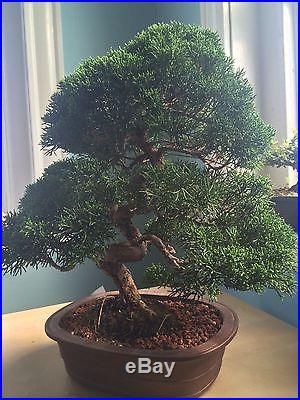 Specimen Shimpaku Juniper bonsai tree