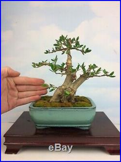 Specimen Sumo Olive Shohin Bonsai Tree Fantastic Tree